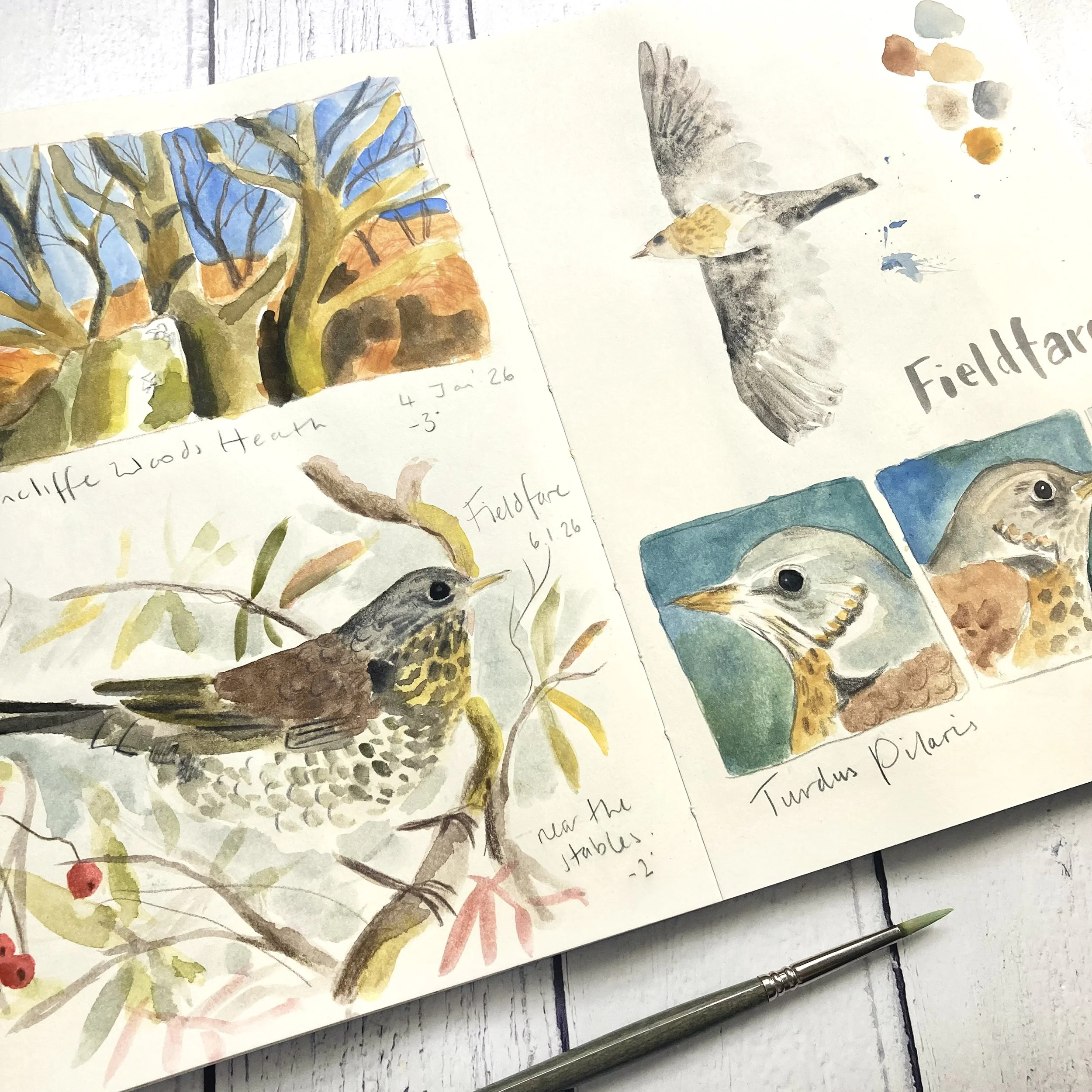 Sketchbook Page Fieldfares.JPG