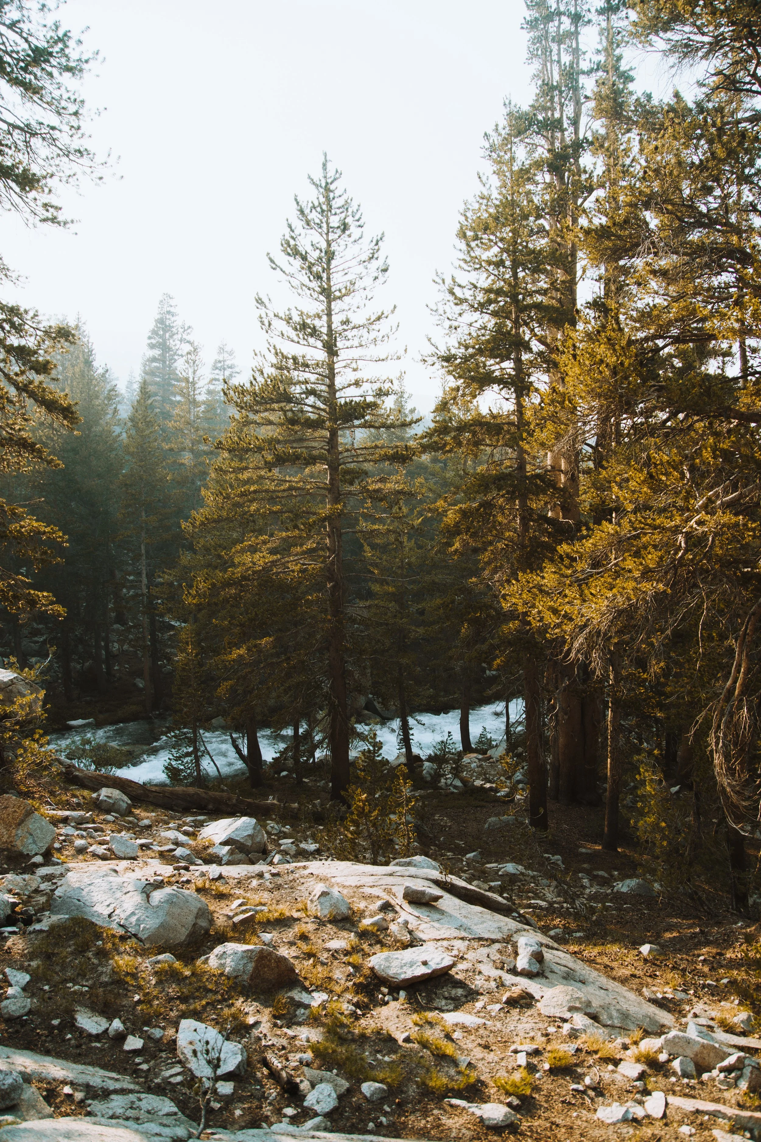 13 Common North American Pine Trees