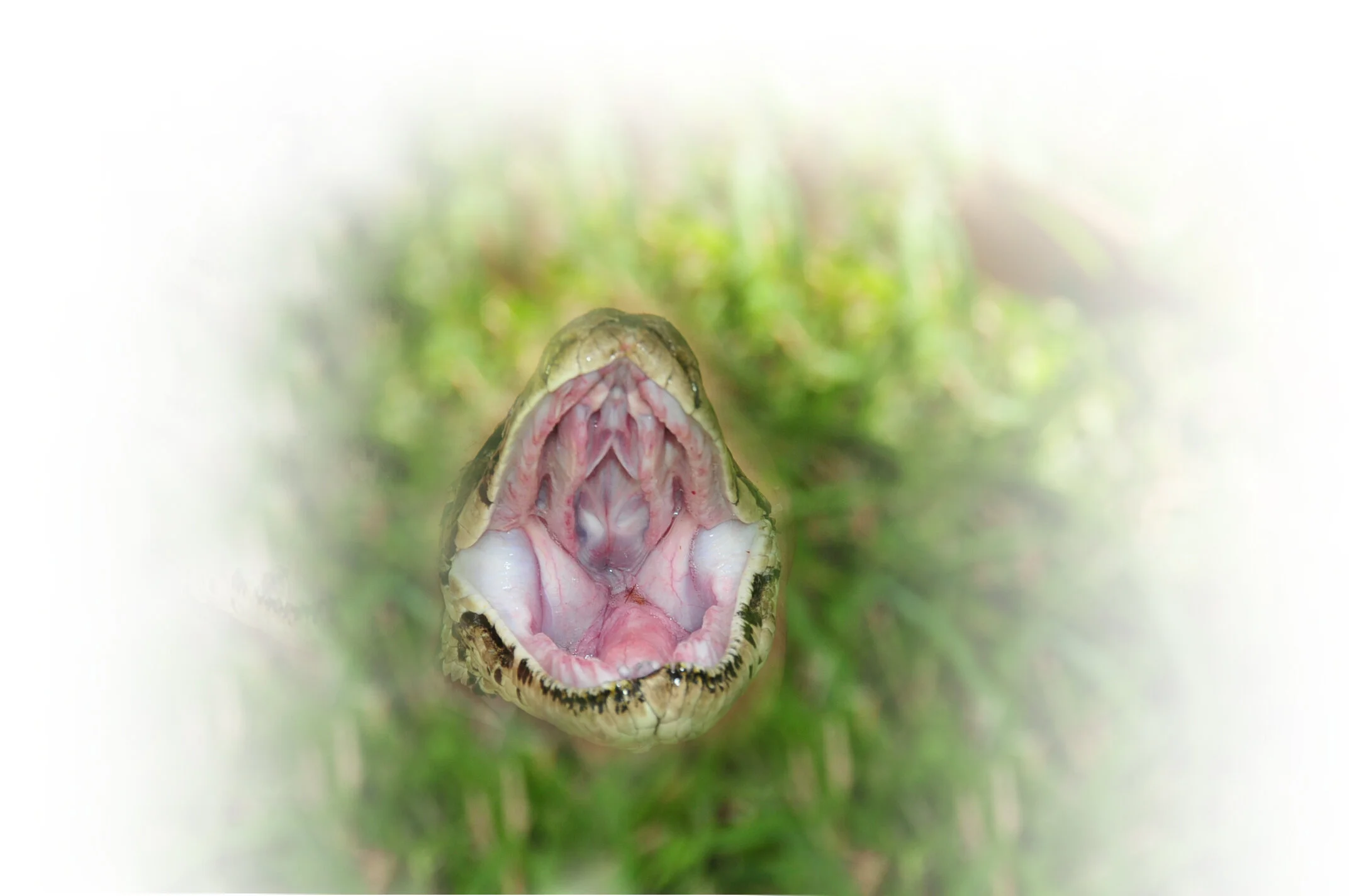 April 9, 2014 Invasive Exotic Species Meeting
