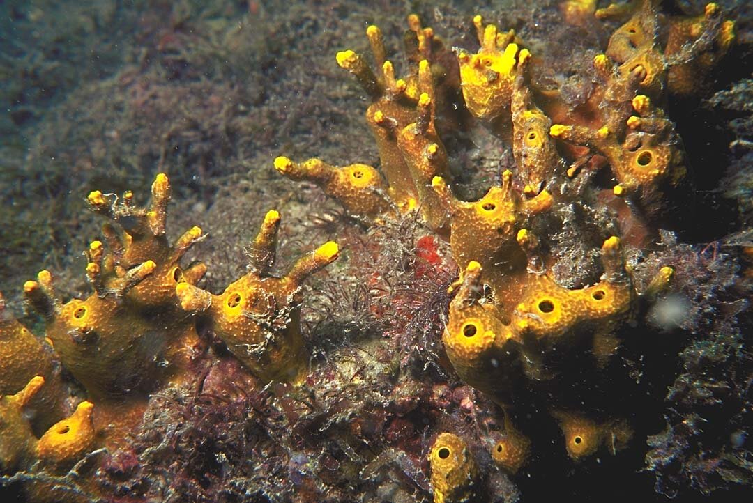 November 1, 2006 Working Group Meeting