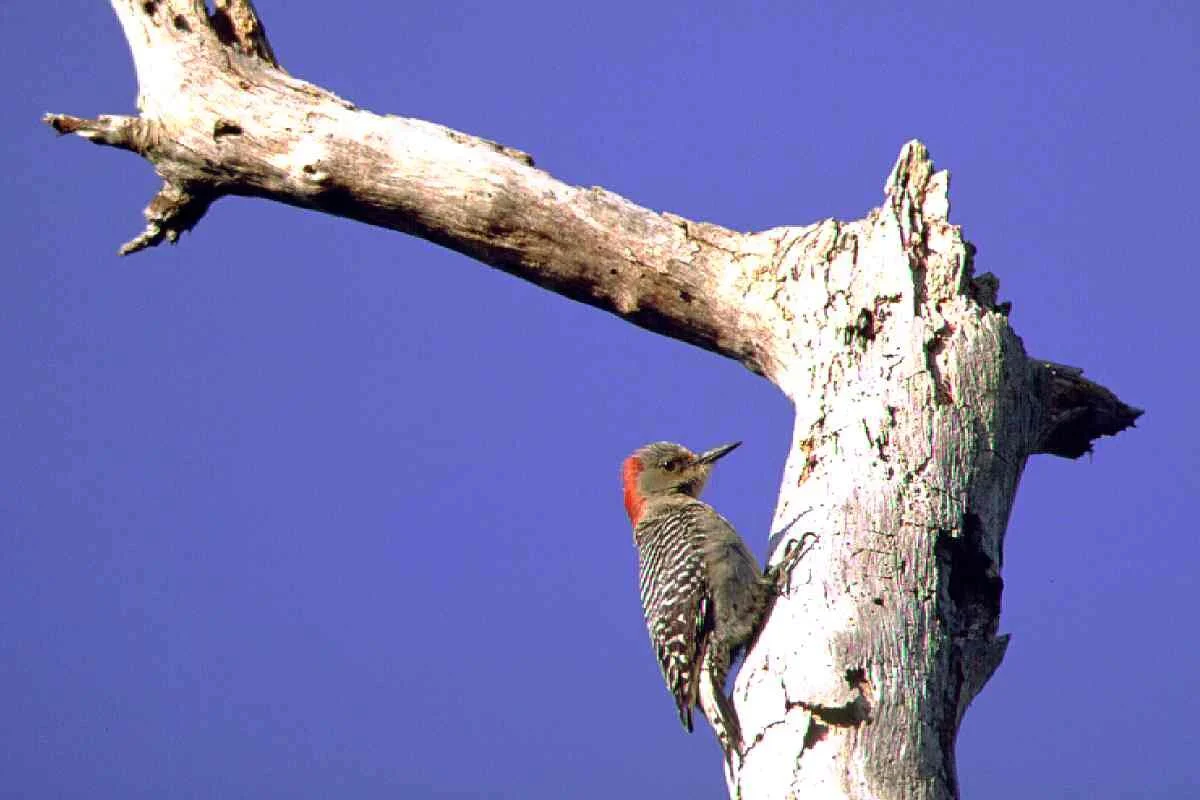 July 20-21, 2006 Working Group Meeting