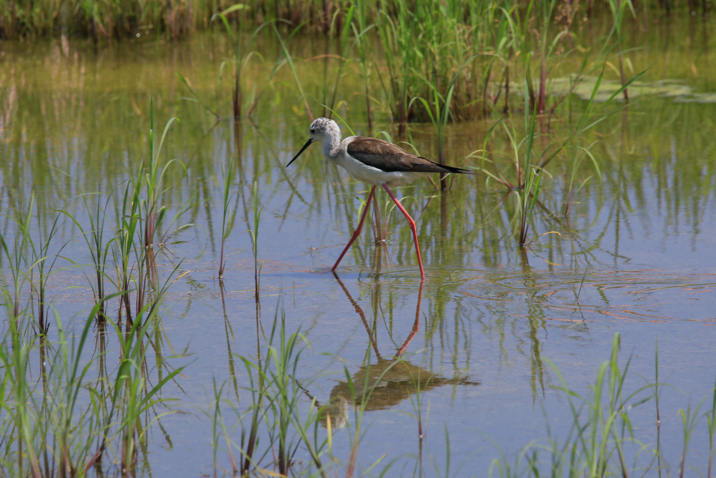 September 23, 2015 Science Coordination Group Meeting