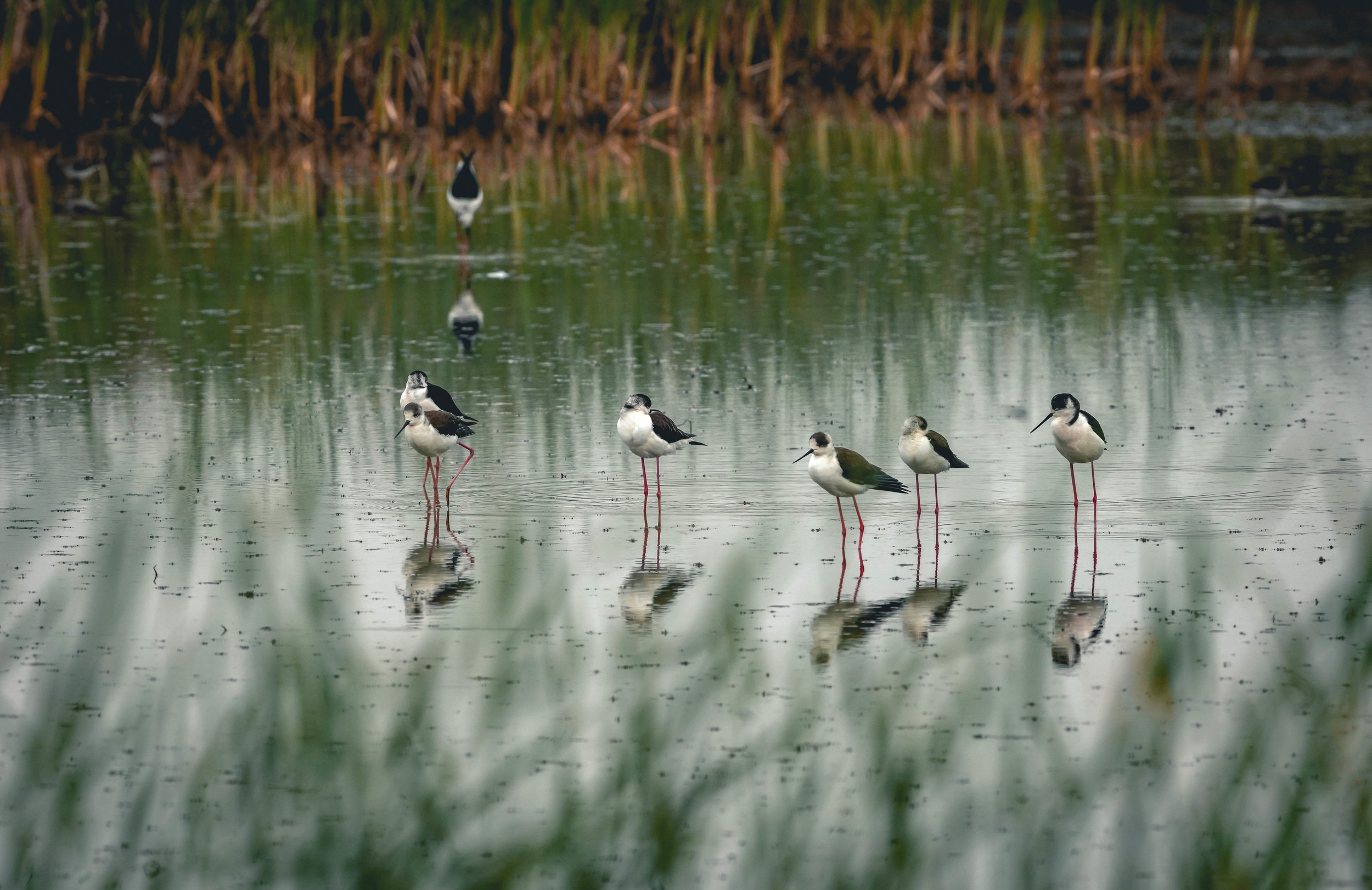 February 15, 2012 Science Coordination Group Meeting