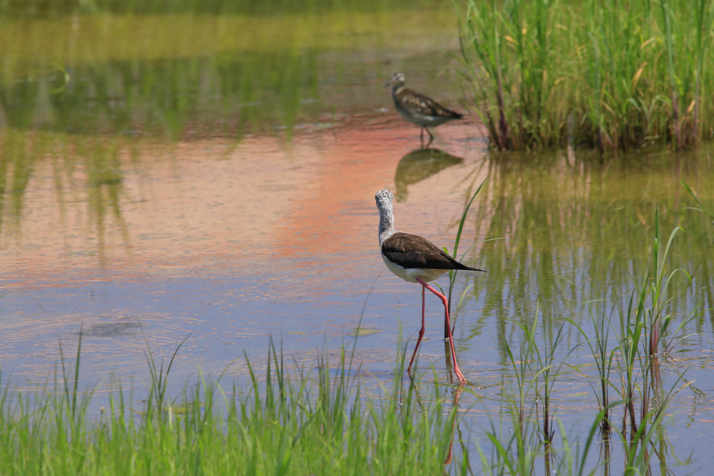 May 20, 2004 Science Coordination Group Meeting