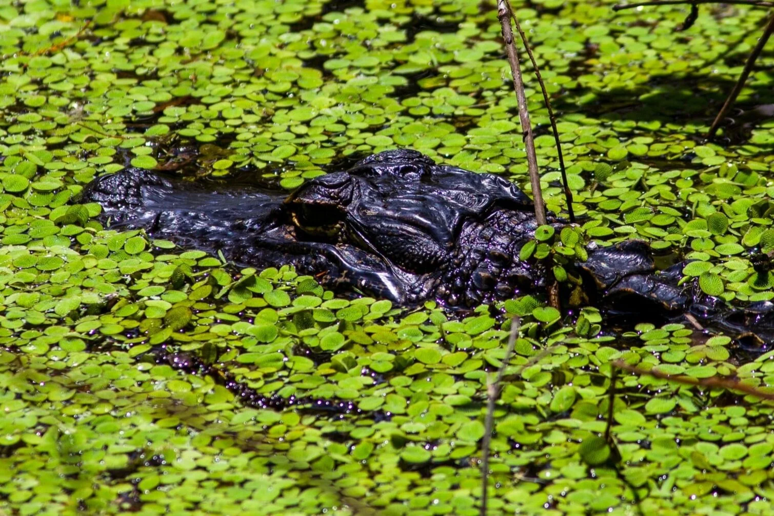Comprehensive Everglades Restoration Plan (CERP) — Everglades ...