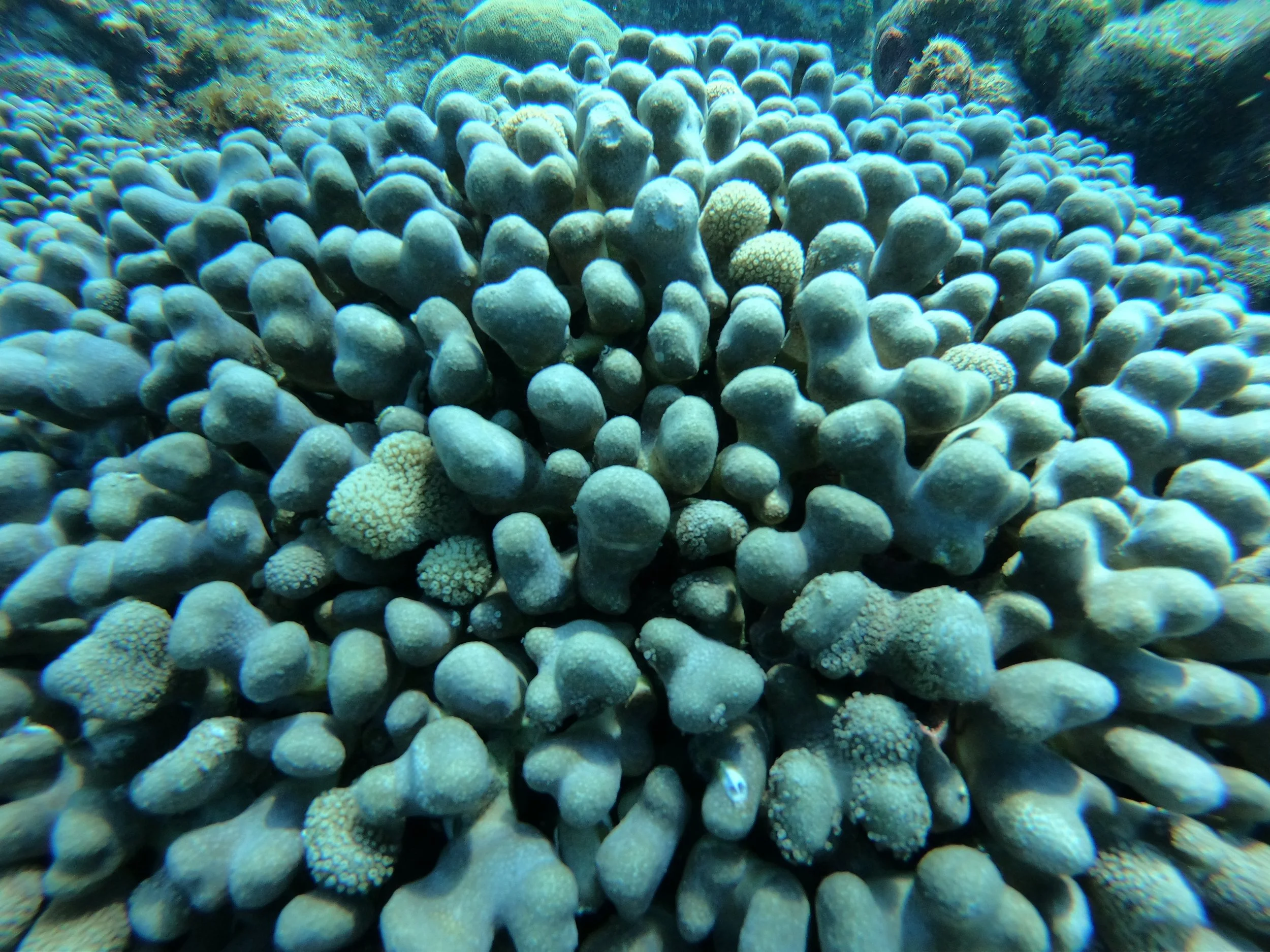 October 25, 2024 - Florida's Coral Reef Coordination Team Meeting