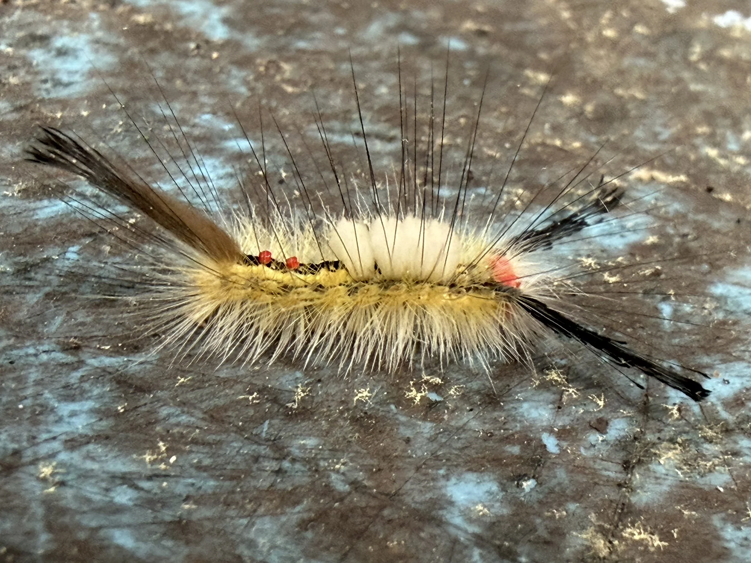 Robert_Smith_Caterpillar.jpg