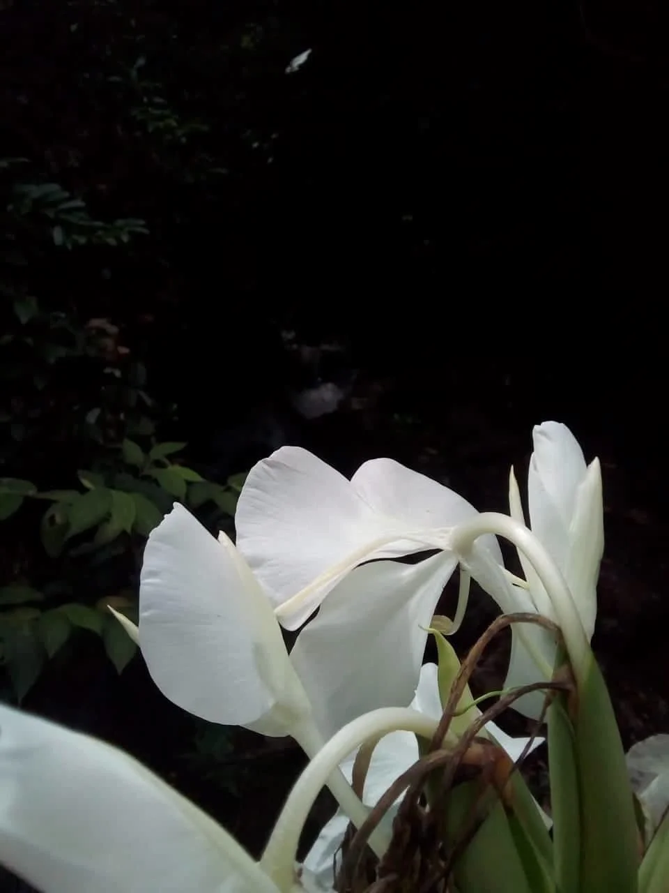  Meuryn Vitoria Machado de&nbsp;Andrade 