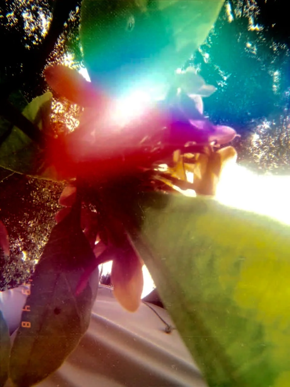  Nicole Oliveira Santana 