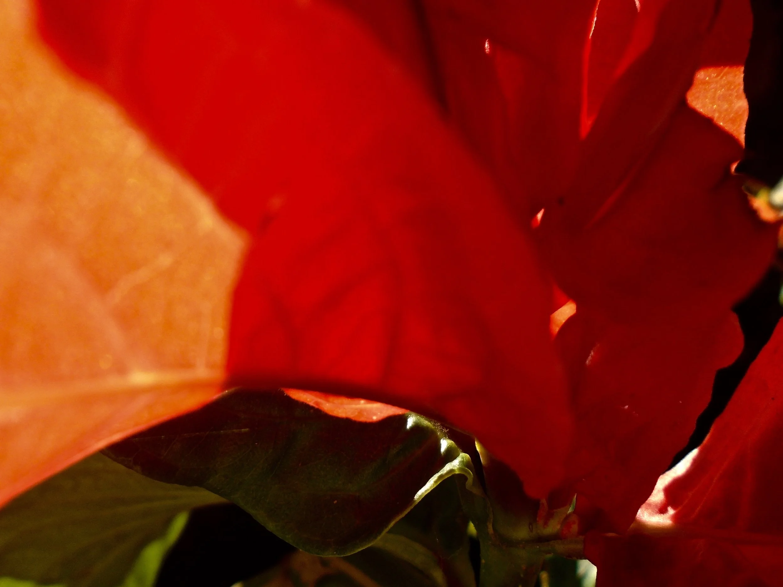  Richard de Jesus Martinuso 