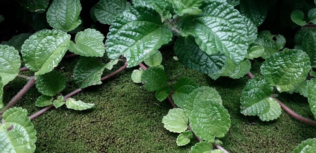  Maria Paula Simões de Souza 