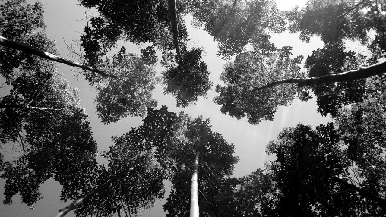  Ana Luiza Gonçalves de Souza 