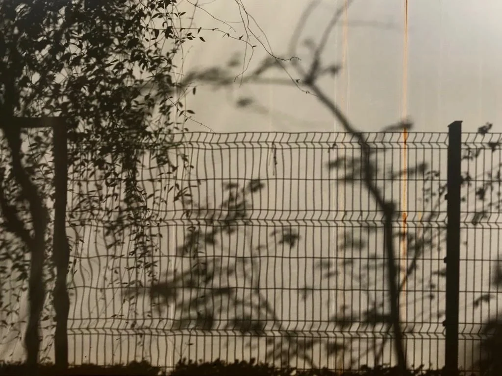  Fabiana Seguchi Toledo 