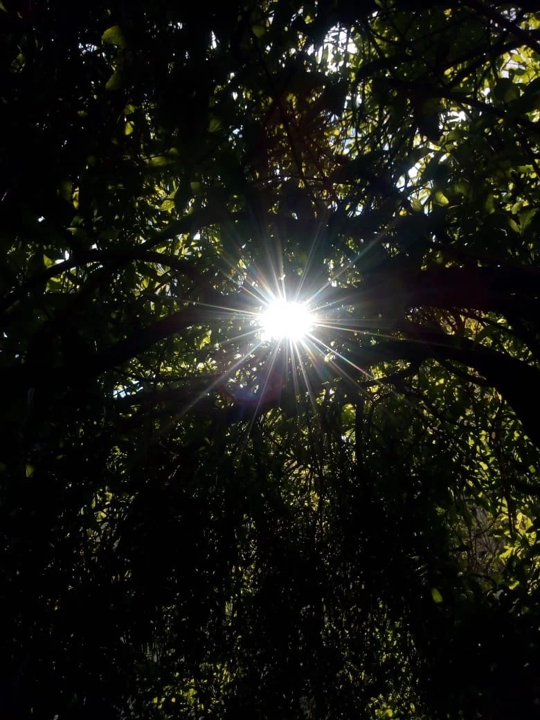  Frederico e Thomás Mendonça Gonçalves 