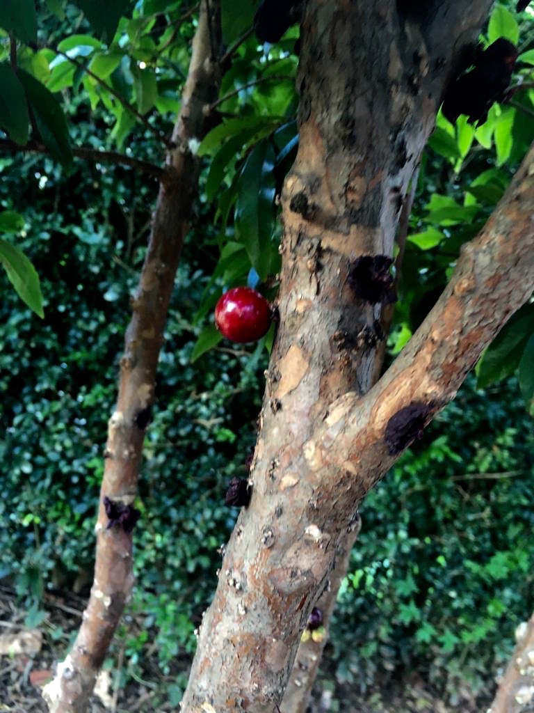  Kimberly Seguchi Toledo 