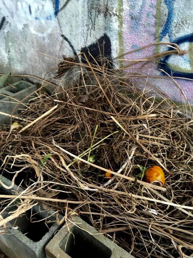  Kimberly Seguchi Toledo 