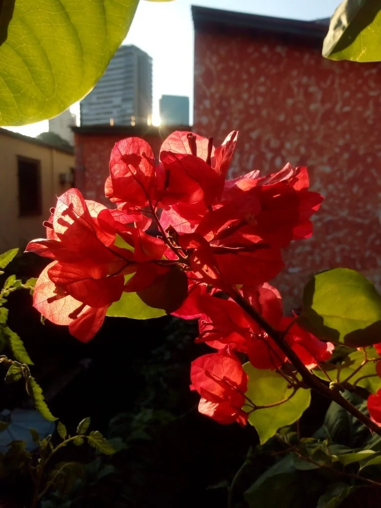  Frederico e Thomás Mendonça Gonçalves 