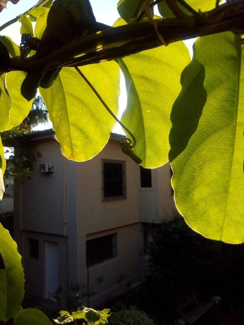  Frederico e Thomás Mendonça Gonçalves 