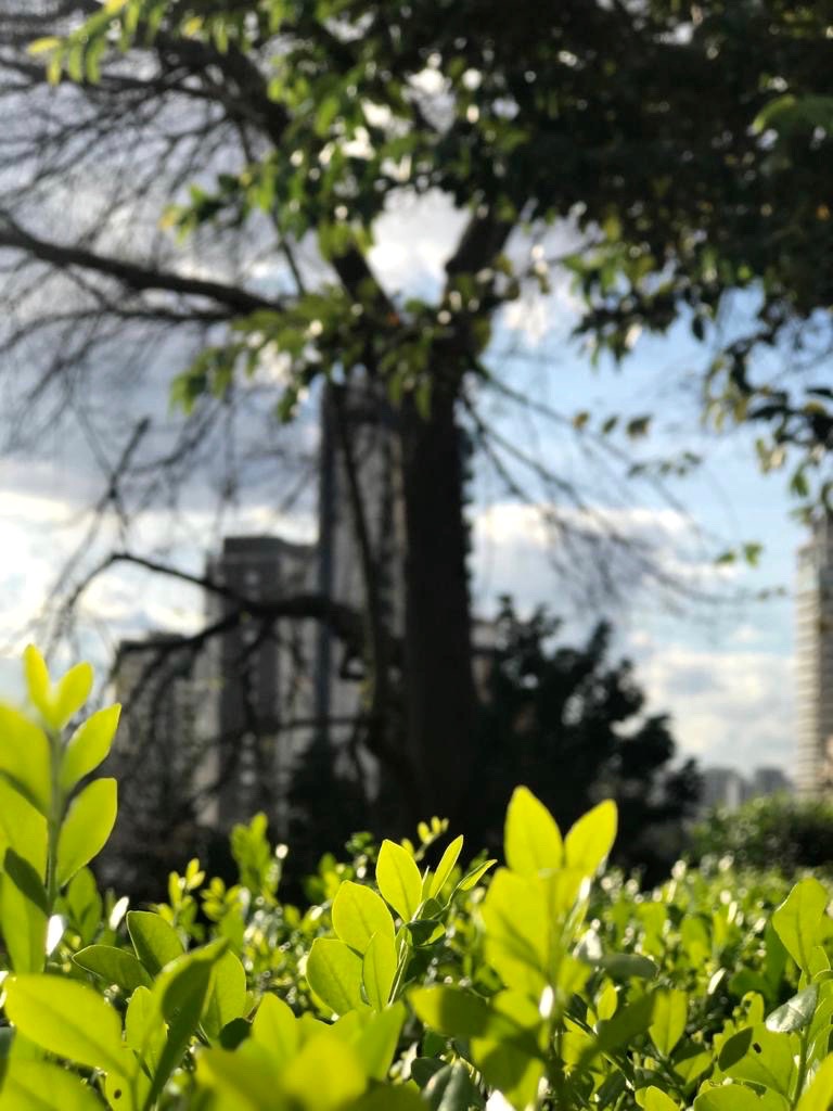  Fabiana Seguchi Toledo 