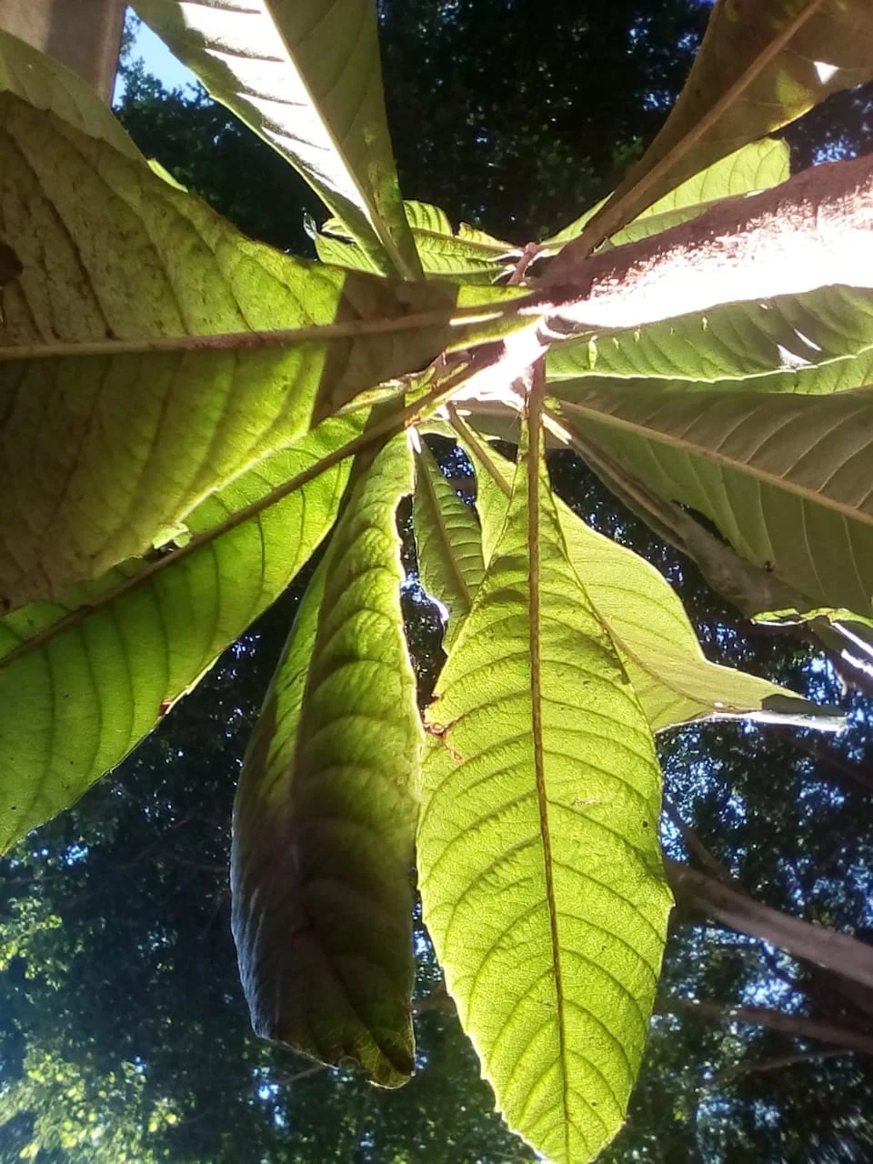  Yasmin Lucia Gomes Tarquinio 