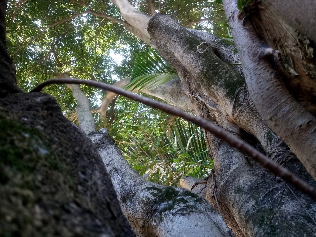  Giovanny Joaquim Macedo 