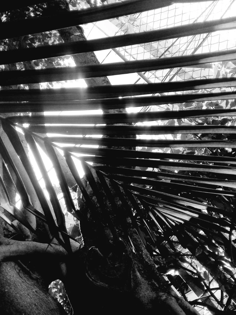  Ana Luisa Araujo Lima 