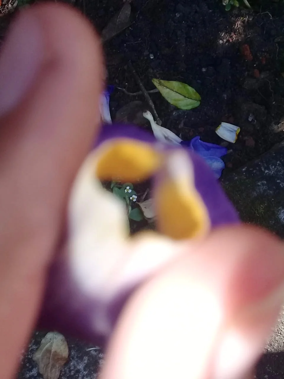  Ana Luisa Araujo Lima 