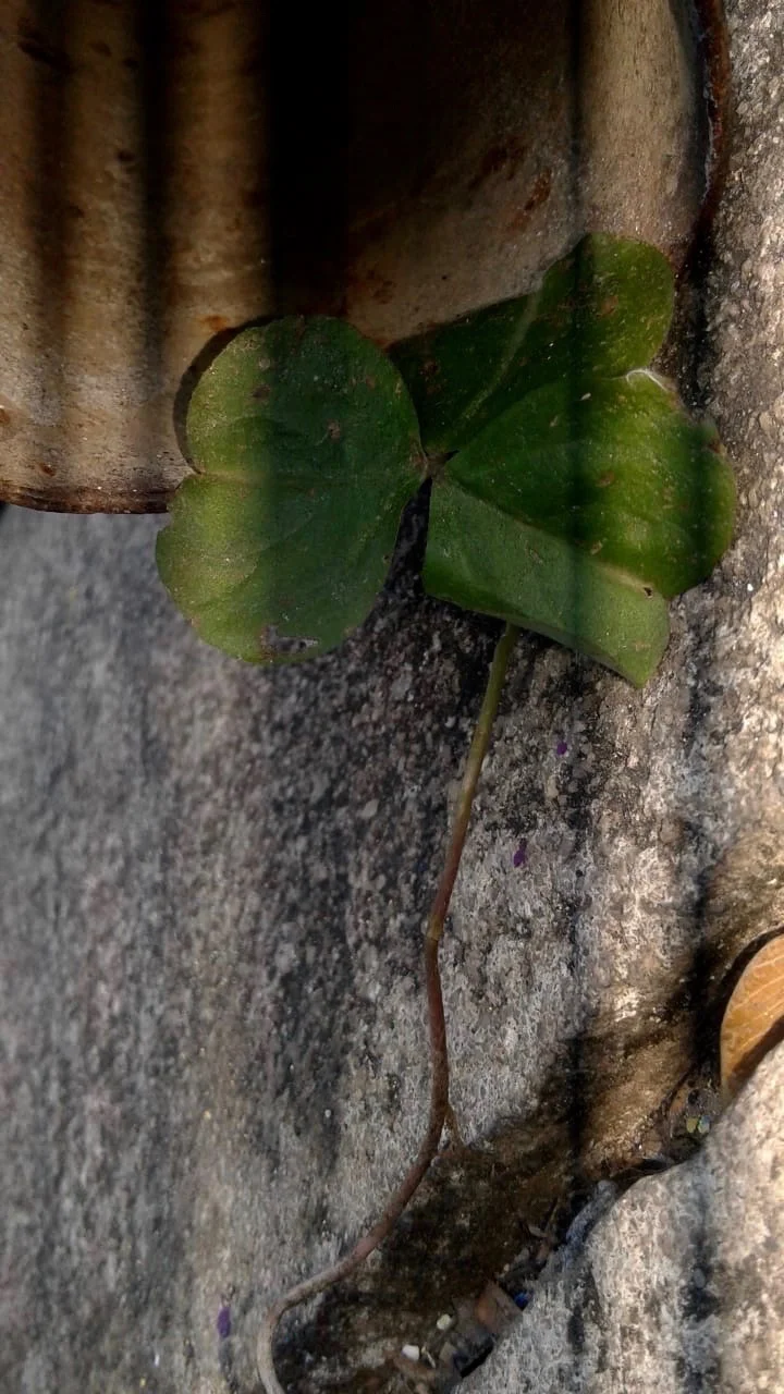  Thainá Brito de Paiva 