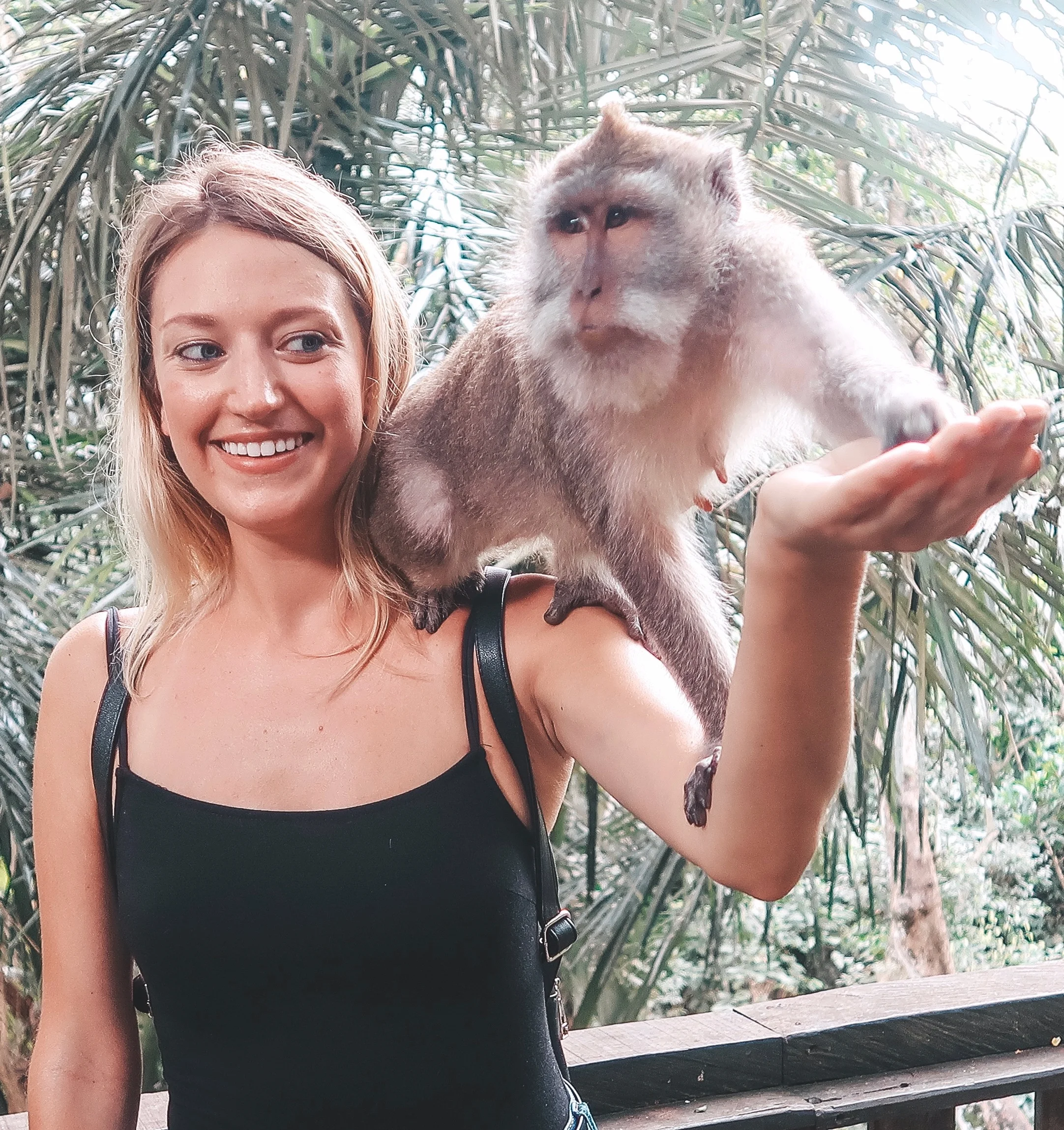 monkey.jpg