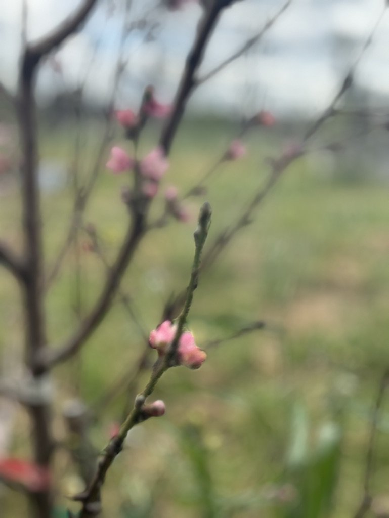 8B6929B9-D8F2-4AA1-8A4D-BE2F6AD05CA2_1_105_c.jpeg
