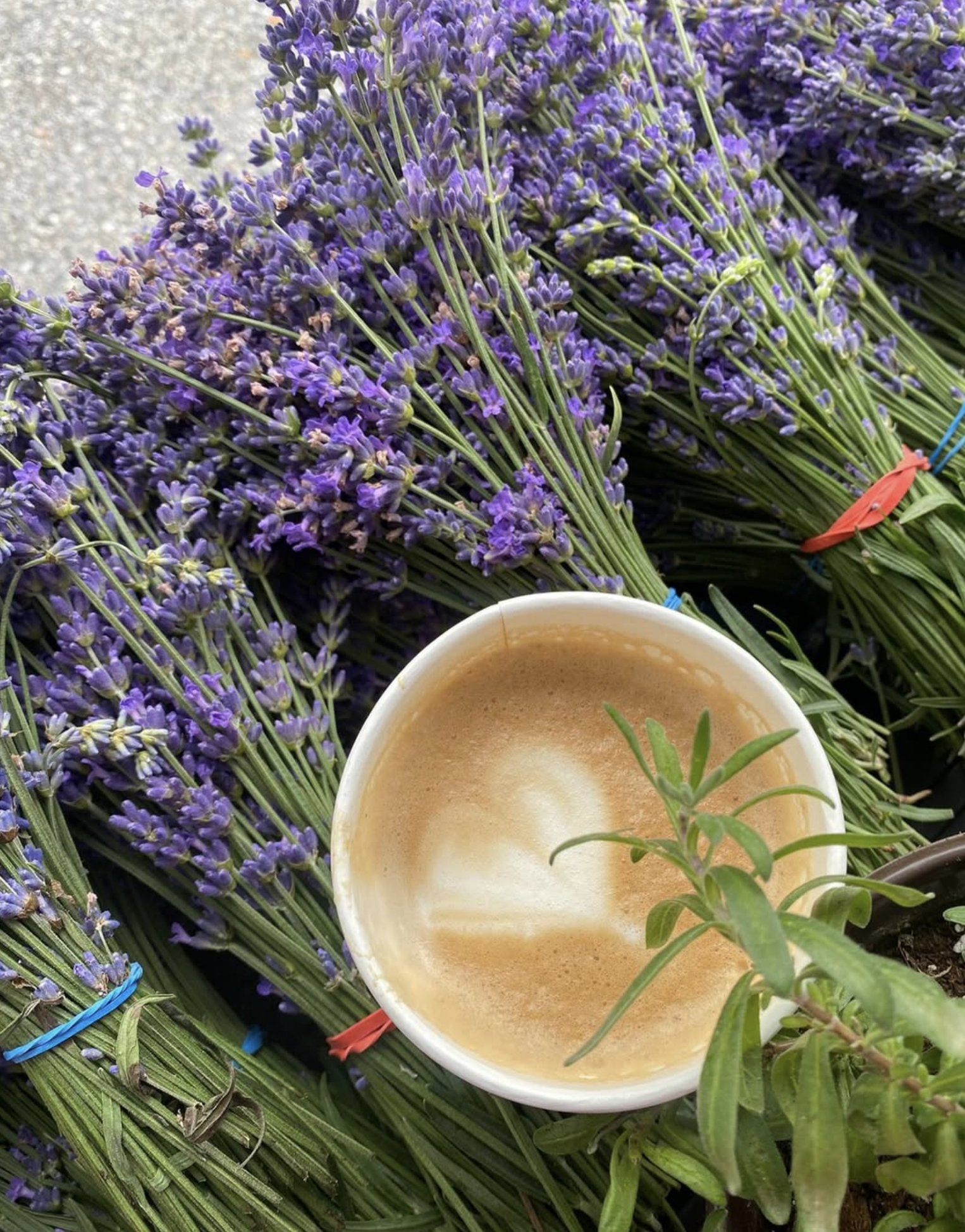 Fairy Greens Lavender Farm