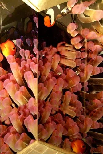 TROPICAL FISH SHOWER SURROUND ACAPULCO MEXICO 4_tif.jpg