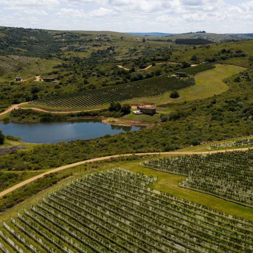 Success stories keep piling up when it comes to Uruguay and its wines. The 2020 Decanter World Wine Awards granted two prestigious gold medals to Uruguayan wineries. One to Bodega Brisas and another one to Sacromonte, in the red and white categories,