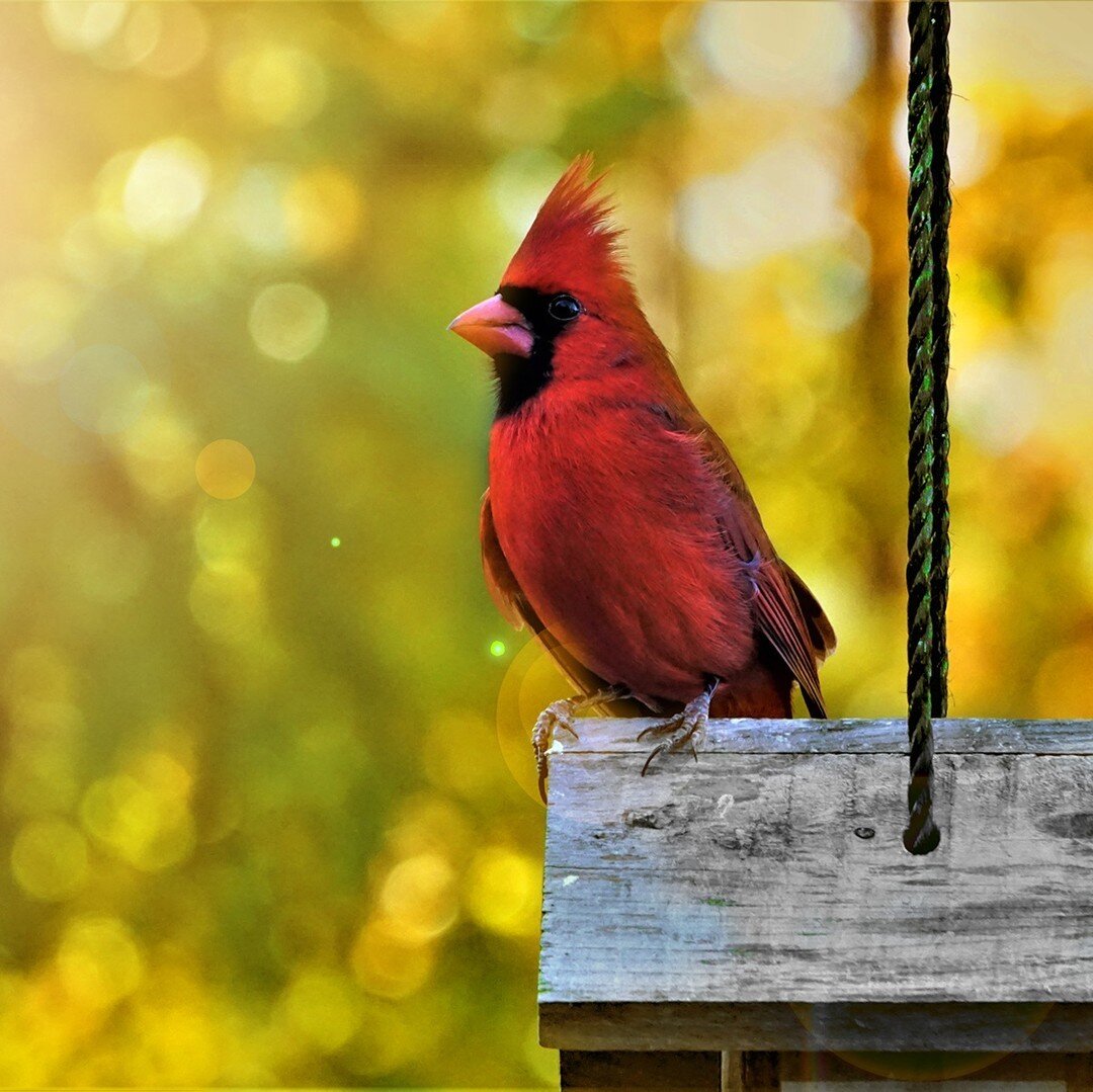 The Northern Cardinal is a favorite among many birders. What's your favorite bird?
.
.
.
.
.
#audubonpark #cardinal #northerncardinal #birdstagram #birdsofinstagram #birds #birdfeeding #birdphotography #birdwatching #birdlovers #birding #birds_captur