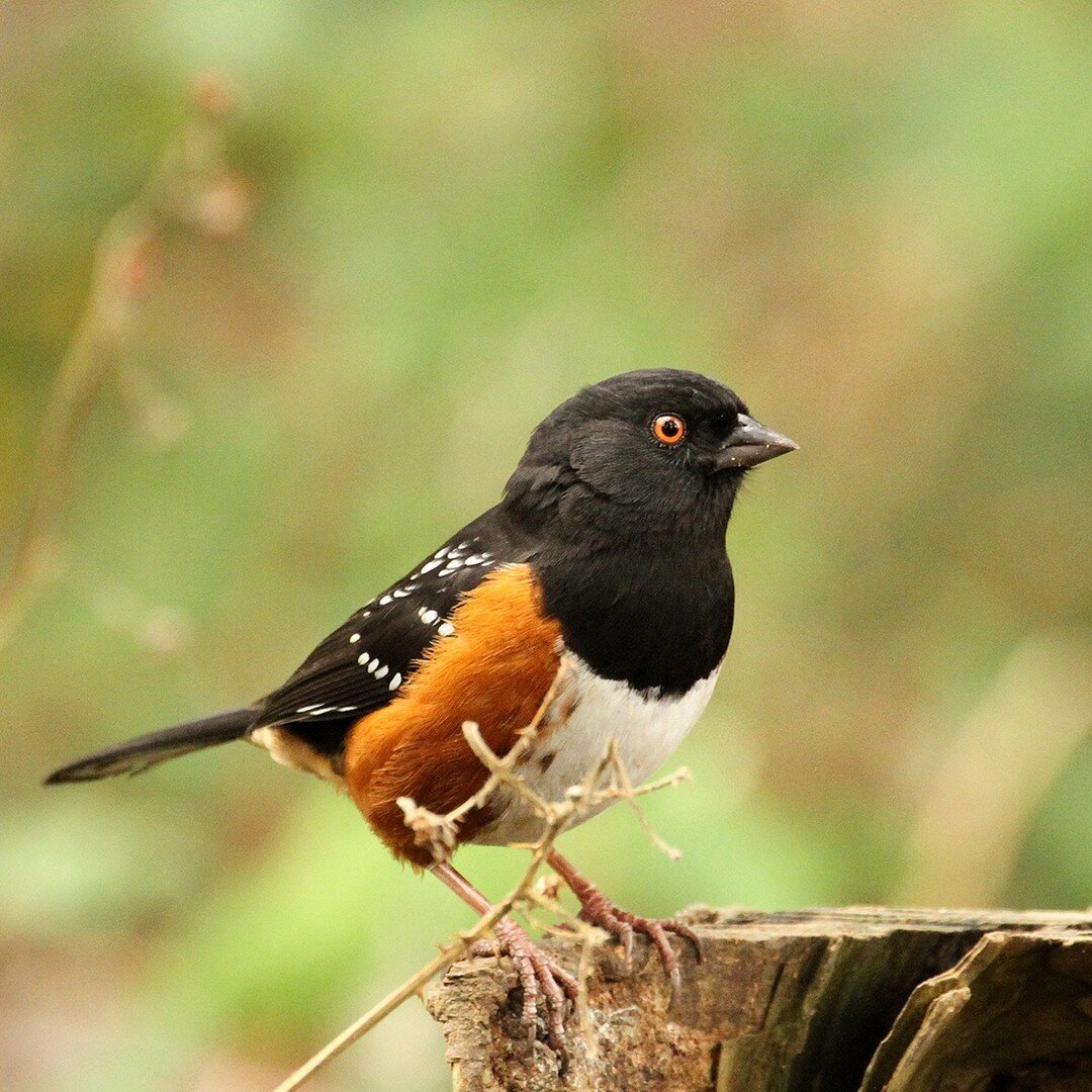 The Spotted Towhee can be found year-round in many of the western states. It has a varied diet, including everything from insects and spiders to acorns, berries, and seeds.
.
.
.
.
.
#AudubonPark #Towhee #SpottedTowhee #FeedTheBirds #BirdFeeding #Bir