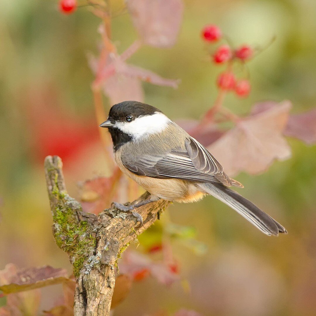 Did you know that the Black-capped Chickadee has an impressive memory? According to The Cornell Lab of Ornithology, it can remember thousands of hiding places where it has stored seeds.
.
.
.
.
.
#AudubonPark #Chickadee #BlackCappedChickadee #BirdFee