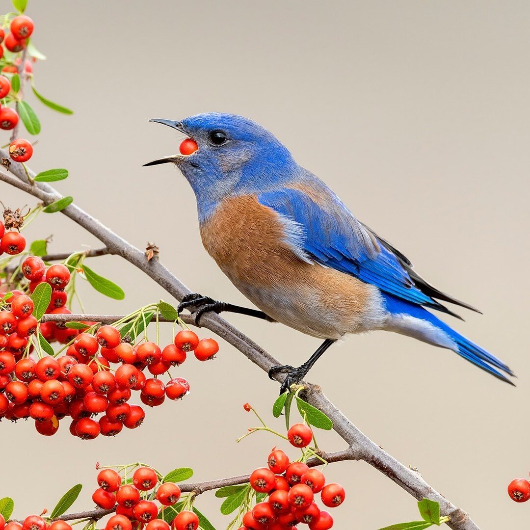 While the Western Bluebird usually prefers a diet of insects, it eats a variety of berries throughout the winter months. 
.
.
.
.
.
#AudubonPark#Bluebid #EasternBluebird #BirdFeeding #Birdstagram #BirdsOfInstagram #Birds #BirdPhotography #BirdWatchin