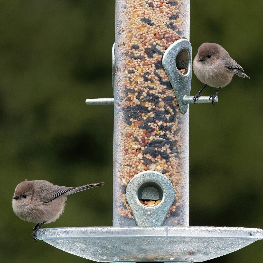 Bushtits love to eat insects, but they can be attracted to feeders if you offer the right foods. Their favorite feeder foods include black oil sunflower seeds, sunflower hearts, suet, peanuts, and mealworms.
.
.
.
.
.
#AudubonPark #Bushtits #BirdFeed