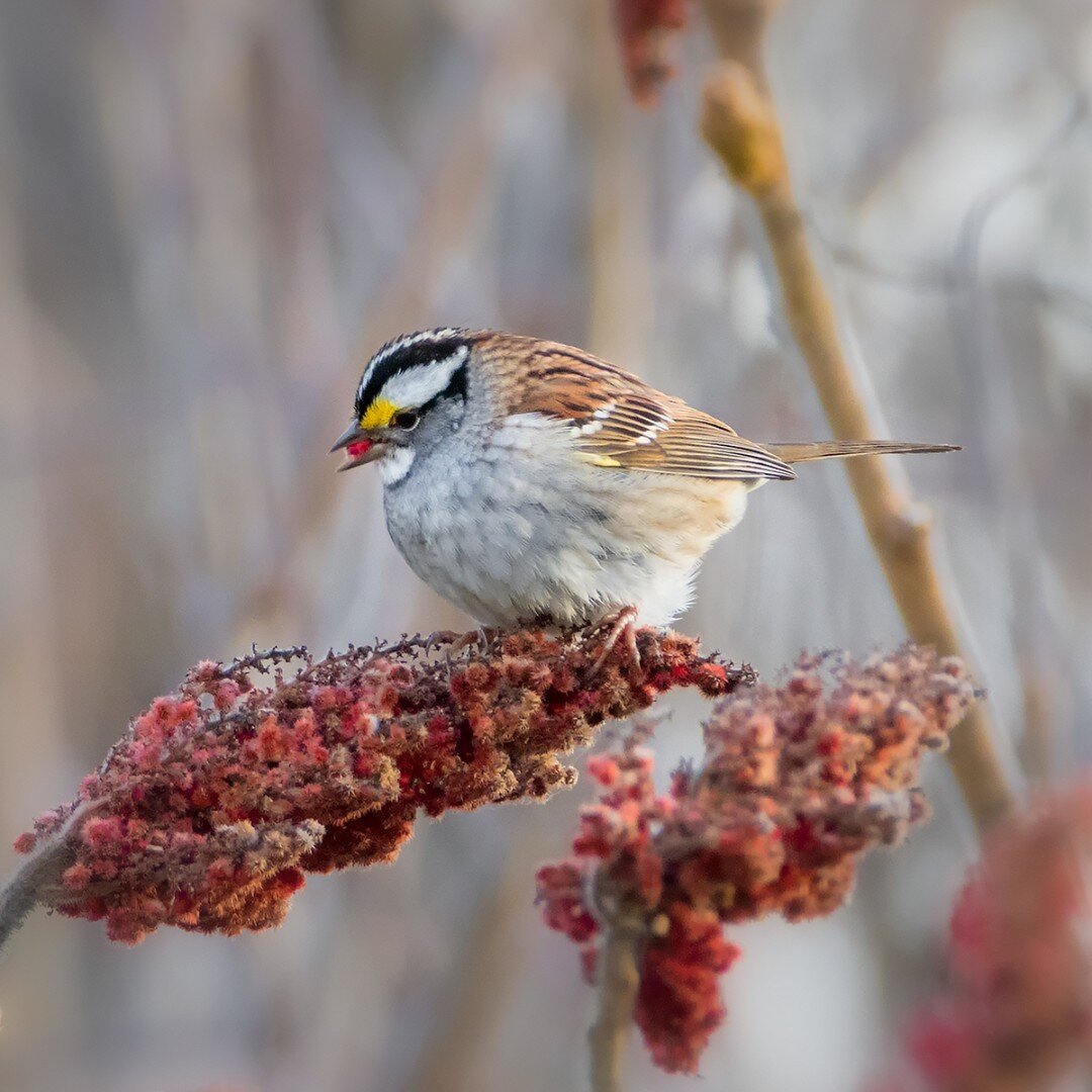 White-throated Sparrows spend the breeding season in Canada and winter across many eastern and southern US states and California. Have you seen any at your feeders this season?
.
.
.
.
.
#AudubonPark #Sparrow #WhiteThroatedSparrow #BirdFeeding #Birds