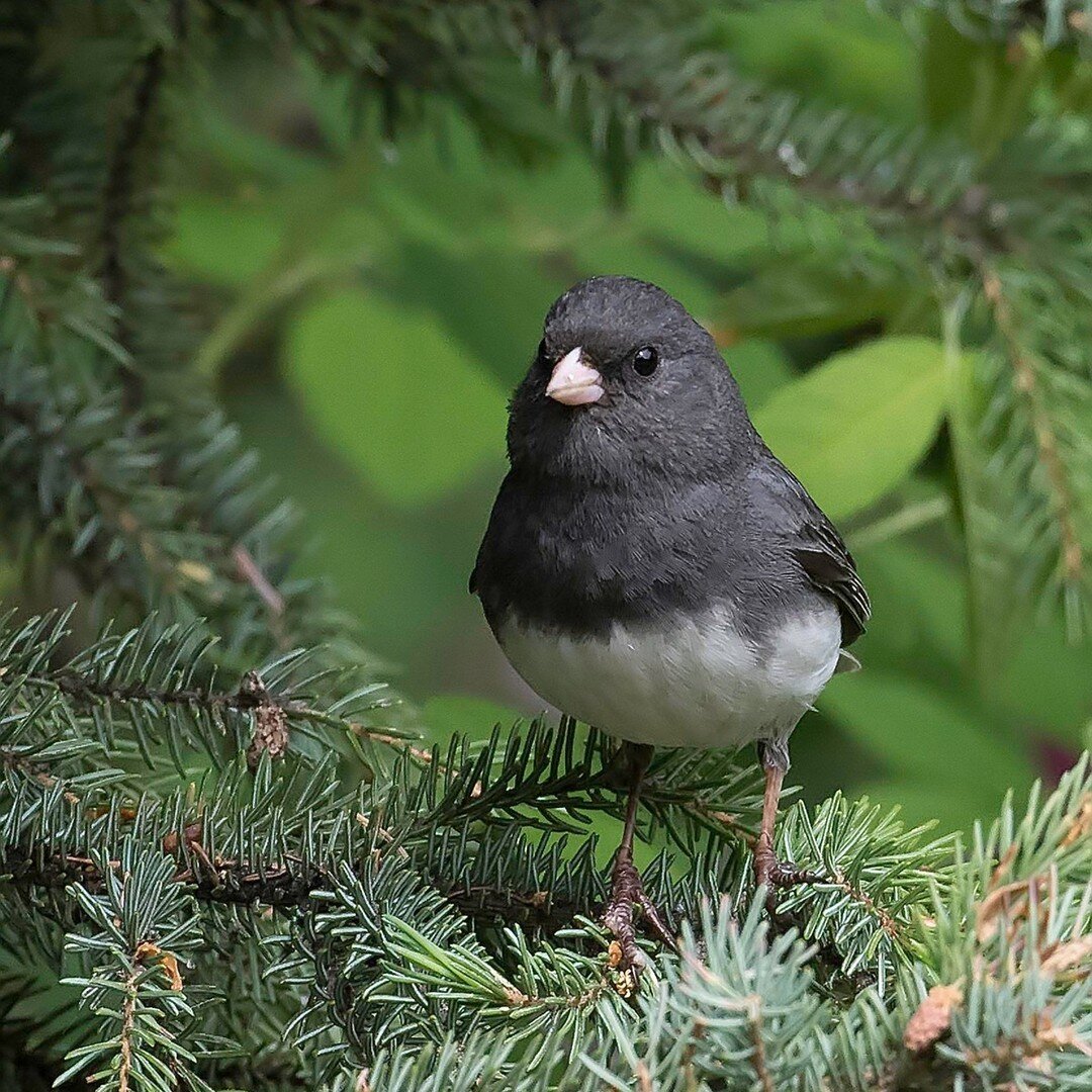 The slate-colored junco is one of two main types of Dark-eyed Juncos found across North America, in addition to various regional variations. What type lives near you?
.
.
.
.
.
#AudubonPark #DarkEyedJunco #Junco #BirdFeeding #Birdstagram #BirdsOfInst