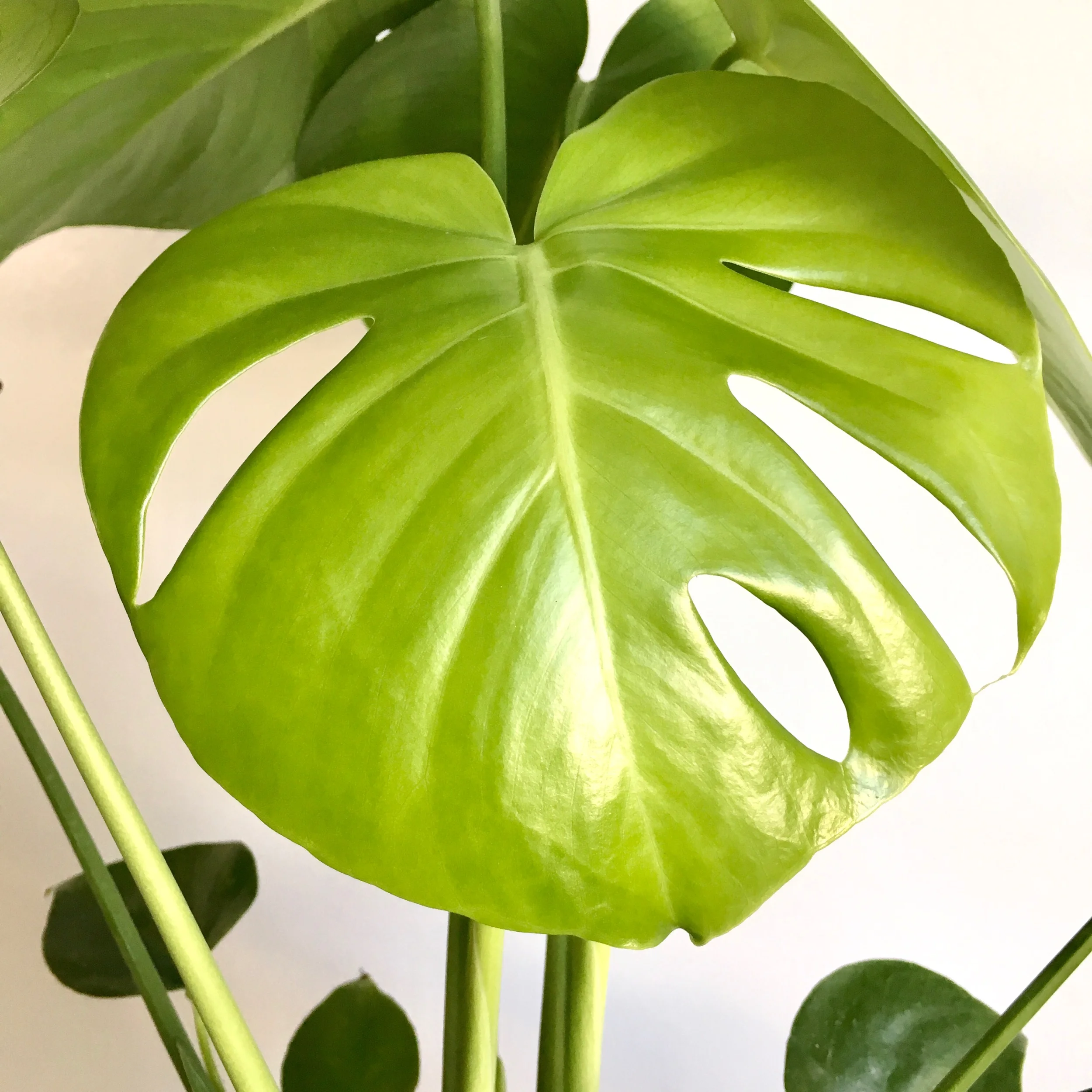 Monstera Deliciosa