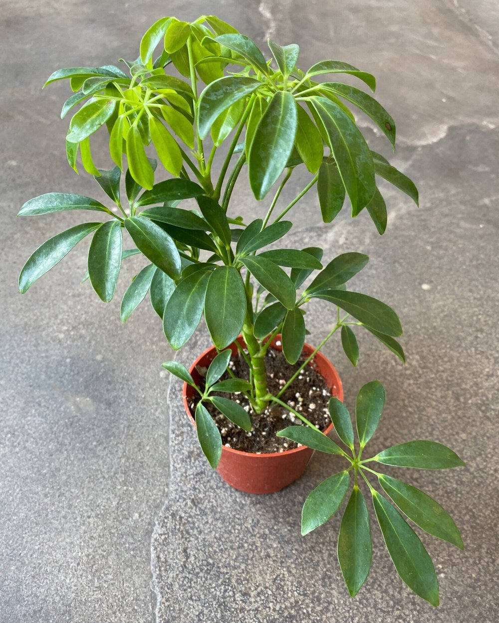 Are Schefflera Flowers Toxic Best Flower Site