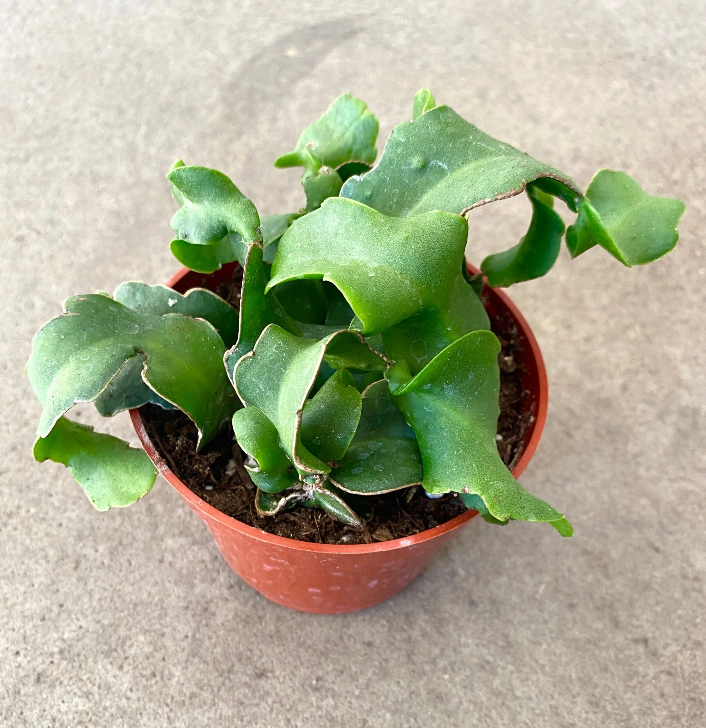 Epiphyllum Guatemalense Monstrose "Curly Locks" Cacti Cactus Plant Seed 20 Seeds Fresh Garden