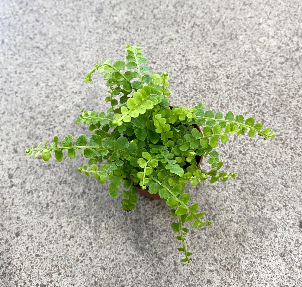 Are Ferns Poisonous To Cats And Dogs