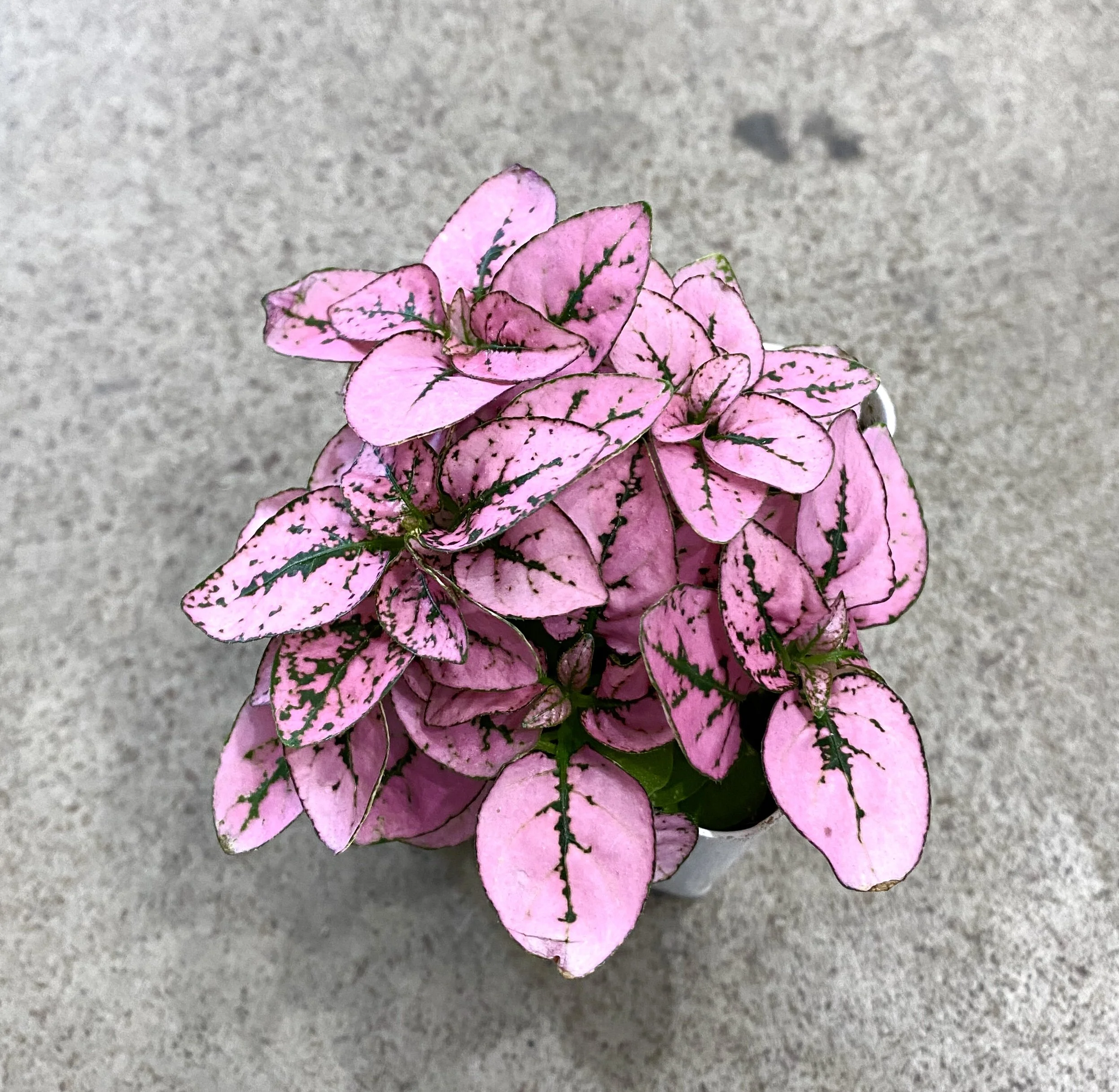 Polka Dot Plant Peas Bees Co