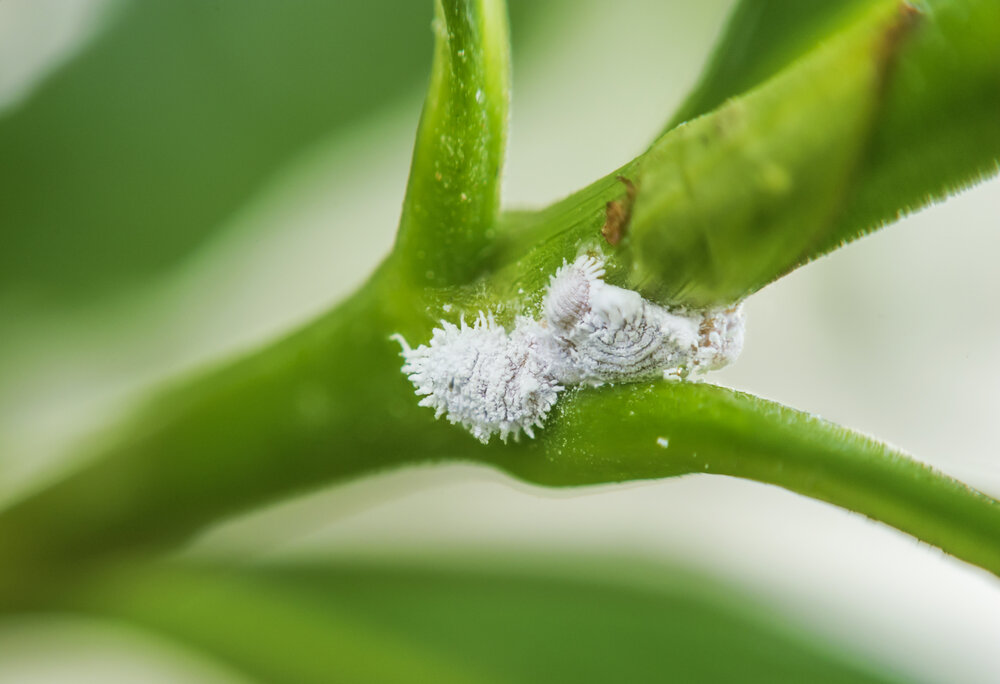 Insectes pelucheux blancs sur la plante d'intérieur