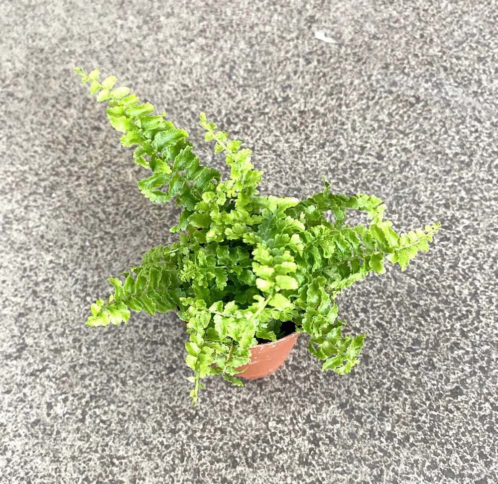 Fluffy Ruffles Fern — Peas&Bees Co