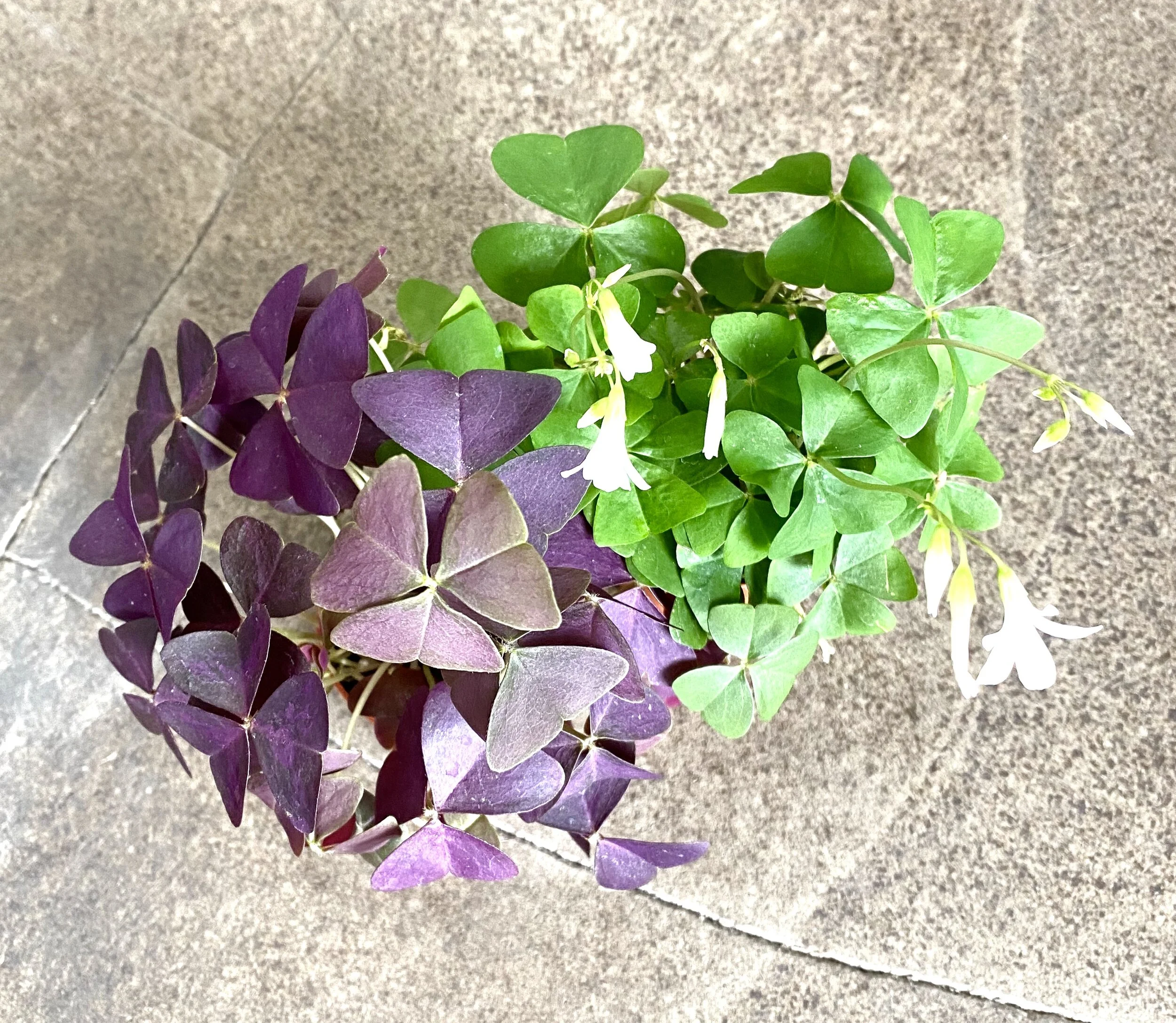 Кислица Комнатная Фото фото 15