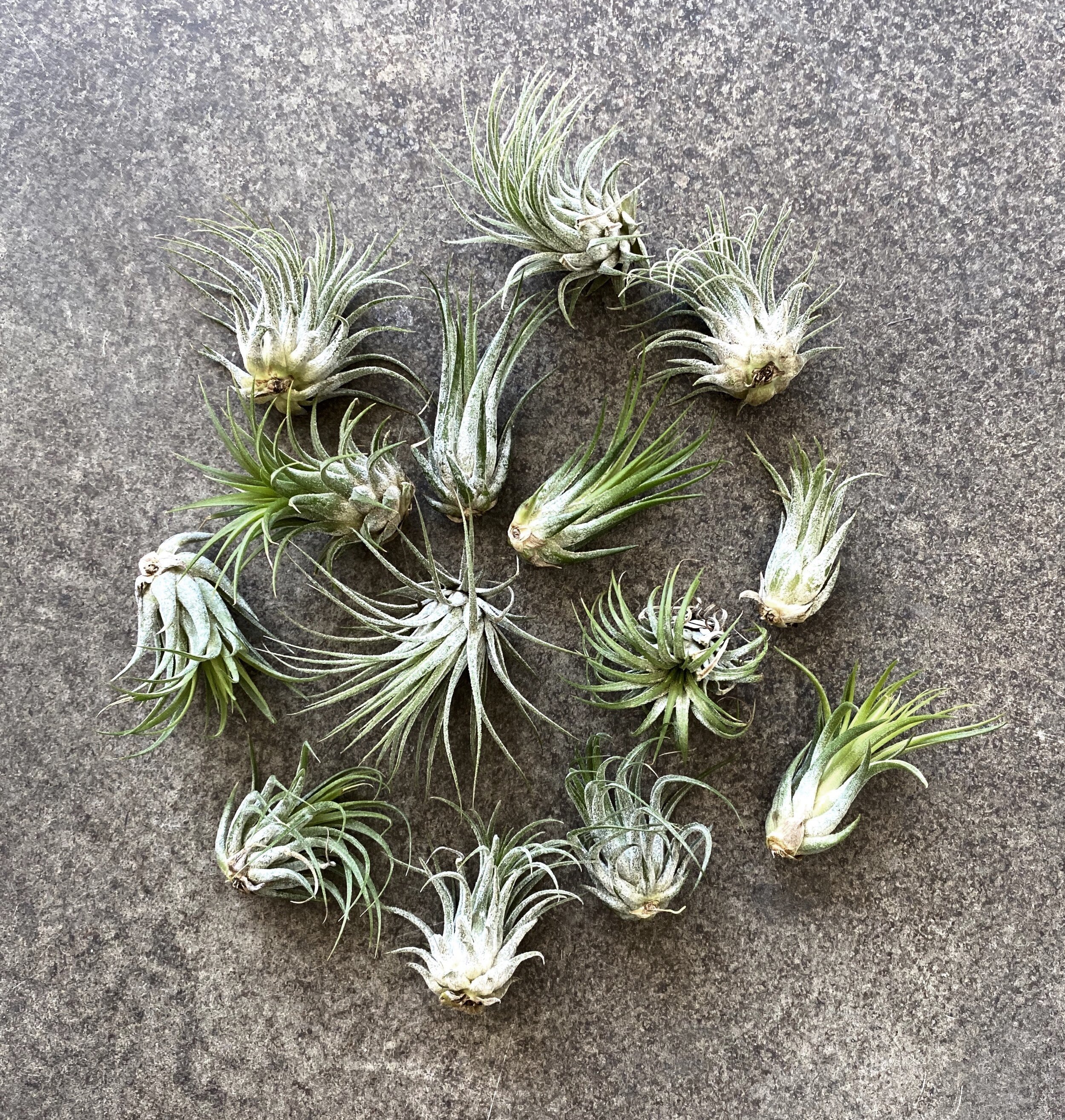 ionantha.jpg