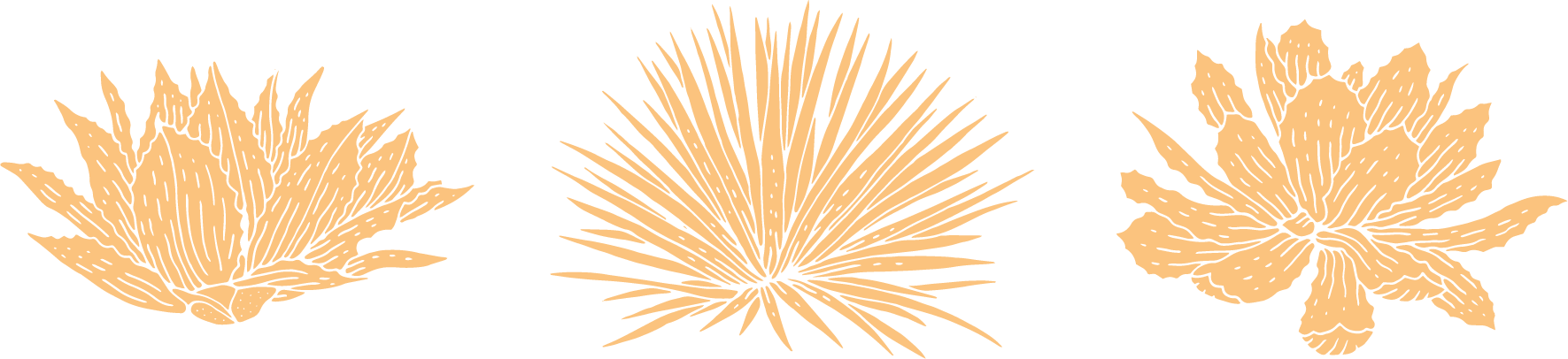 MIRAME Beverly Hills Agave Plants.png